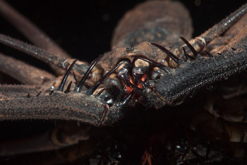 Euphrynichus amanica паук