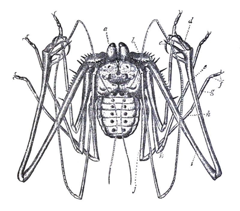 Паукообразные Скорпионы пауки