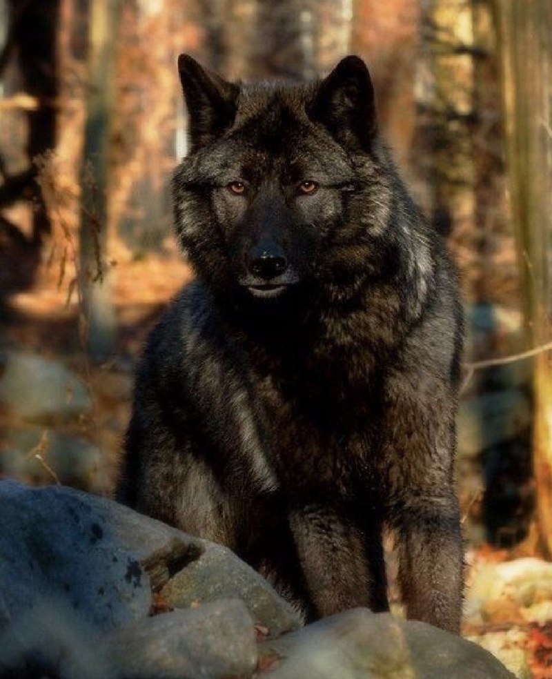 Сумеречный волк (60 фото)