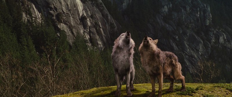 Arctic Wolf Live Wallpaper