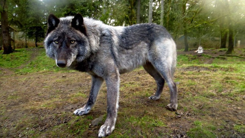 Гибрид канадского волка (60 фото)