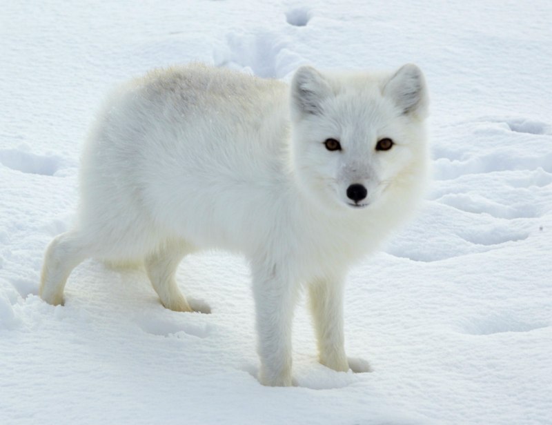 Песец (Alopex lagopus)