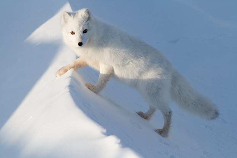 Песец (Alopex lagopus)