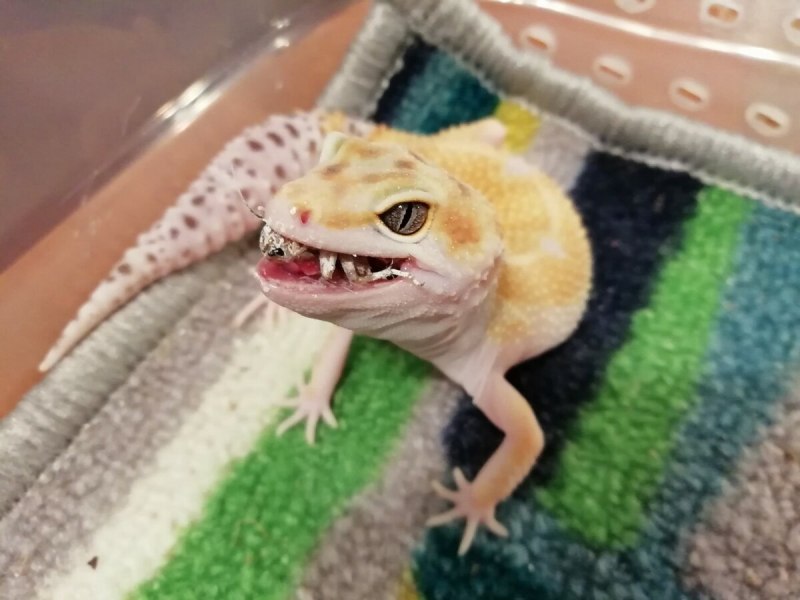 Тотал Эклипс эублефар
