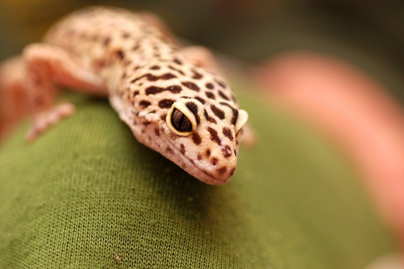 Карликовый геккон (Sphaerodactylus ariasae)