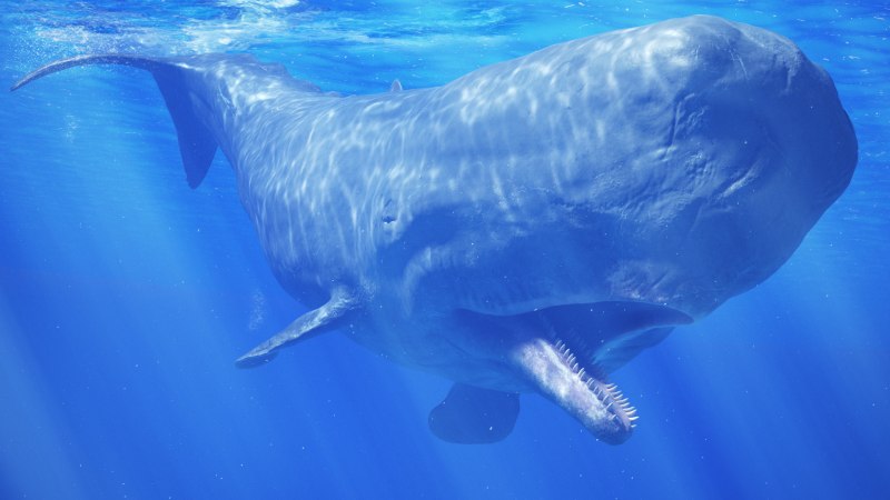 Kogia Sima Dwarf sperm Whale карликовый Кашалот