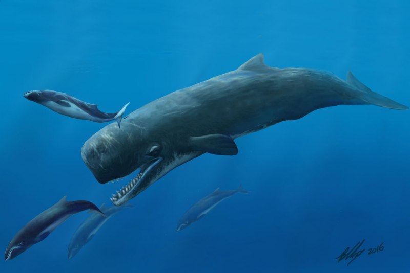 Livyatan Melvillei