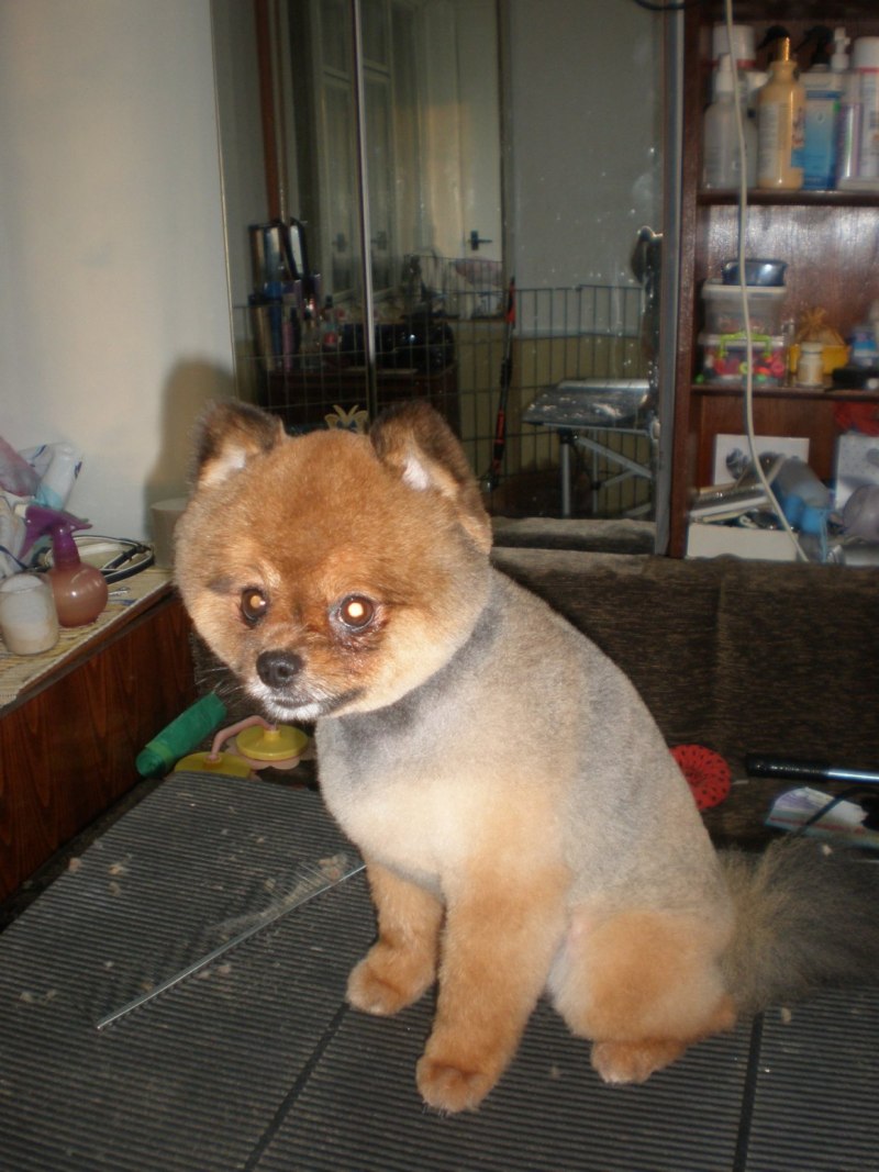 Колонок Mustela sibirica