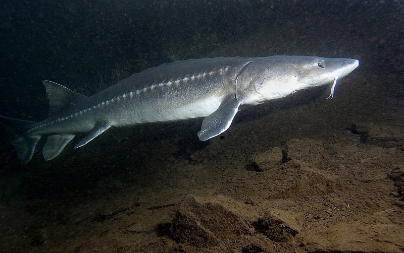 Севрюга – Acipenser stellatus Pallas, 1771