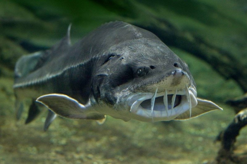 Белуга рыба в Каспийском море