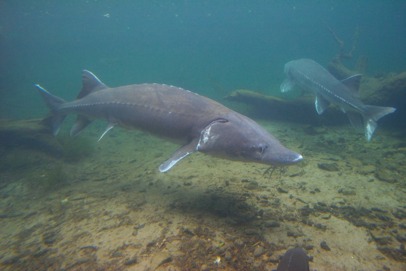 Севрюга (Acipenser stellatus)