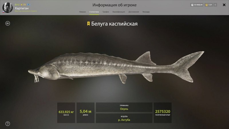 Осётр Сибирский
