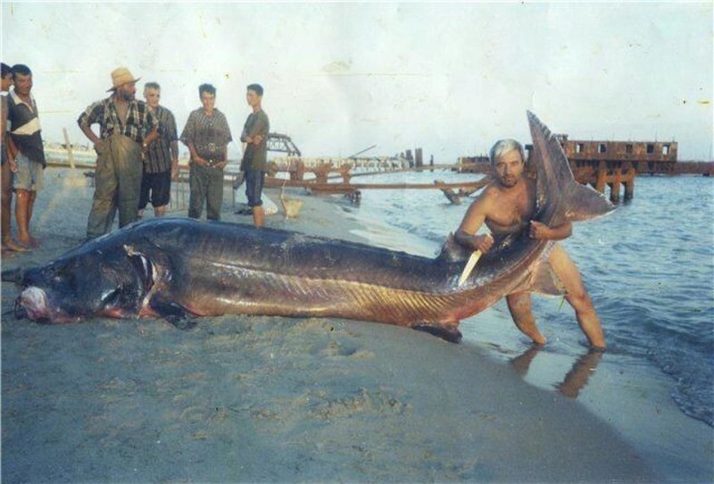 Рыбы Белуга Каспийское море