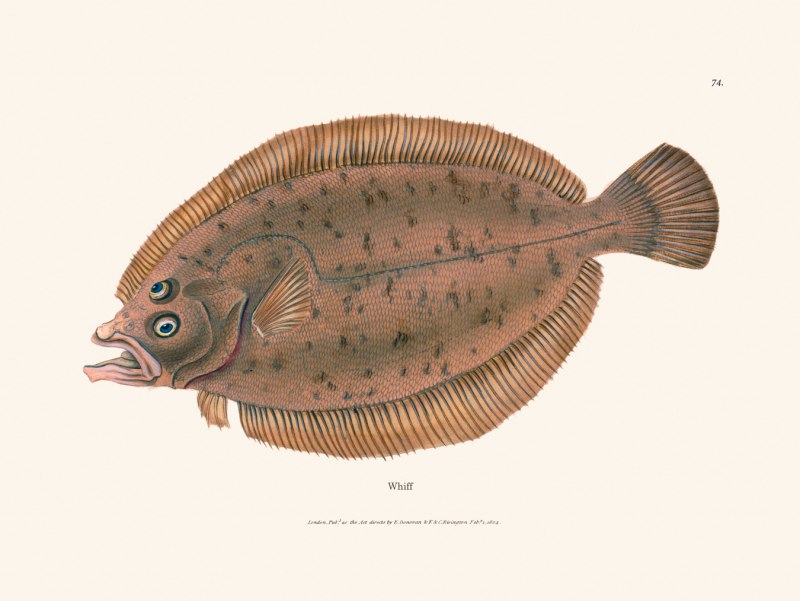 Lepidorhombus whiffiagonis
