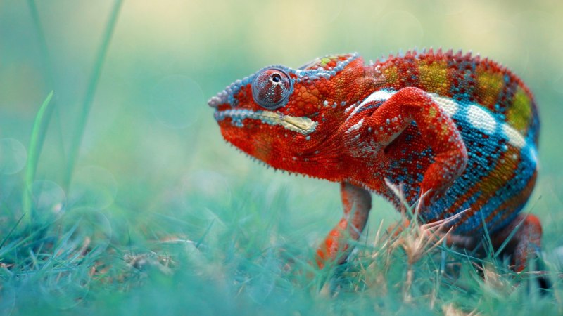 Furcifer pardalis