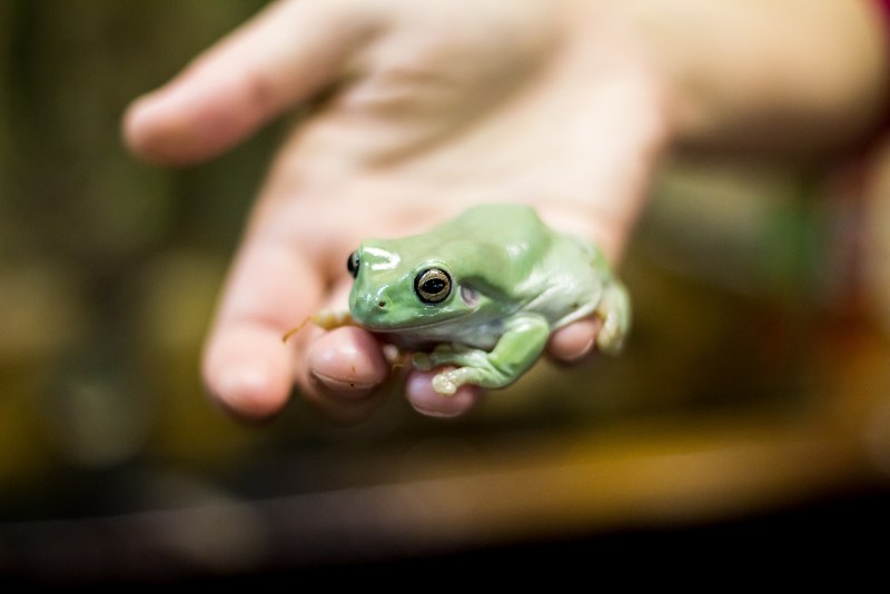 Lithobates catesbeianus