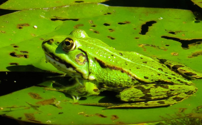 Стеклянная лягушка (лат.Centrolenidae)