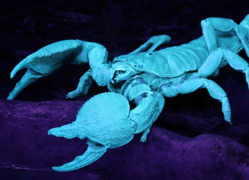 Светящийся Скорпион