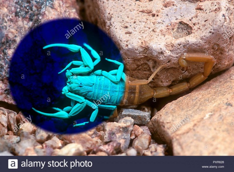Самый большой Скорпион