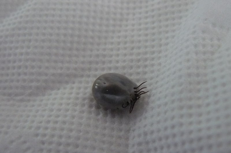 Ixodes vespertilionis