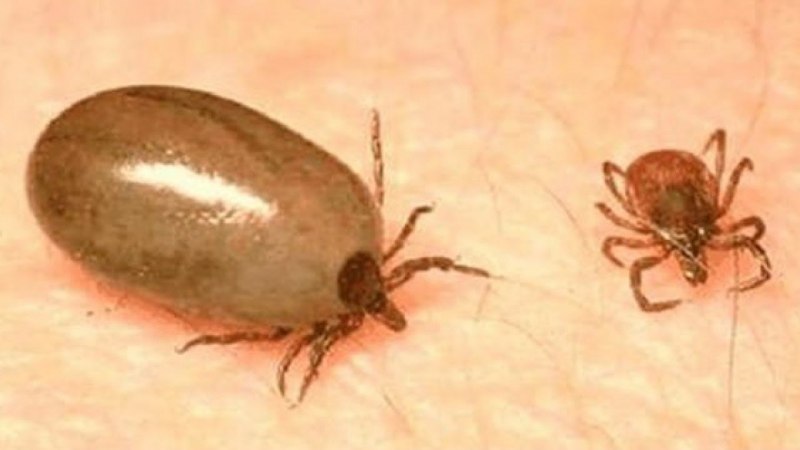 Птичниковый клещ (Dermanyssus gallinae)