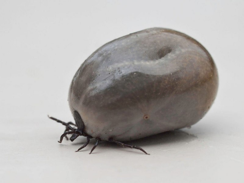 Ixodes Ricinus нимфа