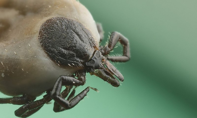 Таежный клещ, Ixodes persulcatus