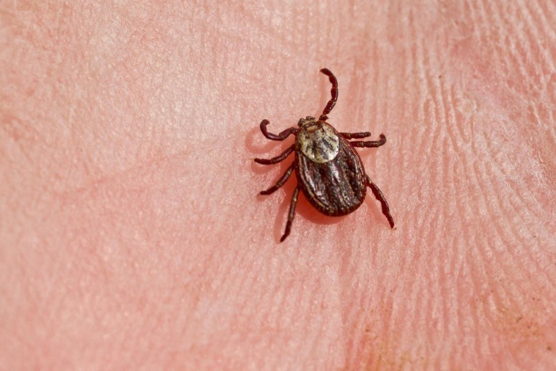 Ixodes vespertilionis
