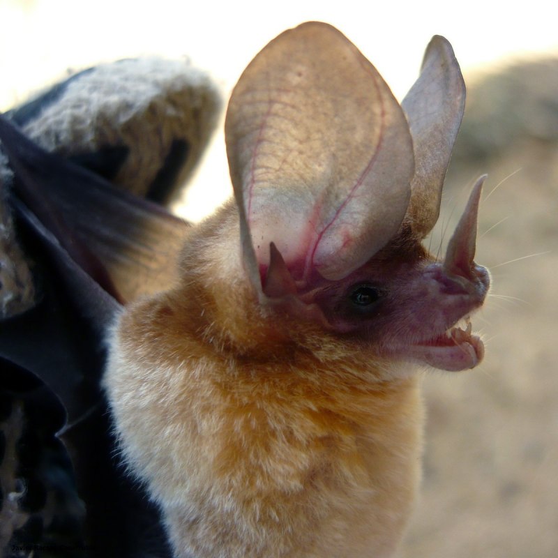 Ушан бурый – Plecotus auritus