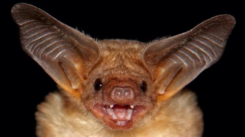 Noctilio Leporinus
