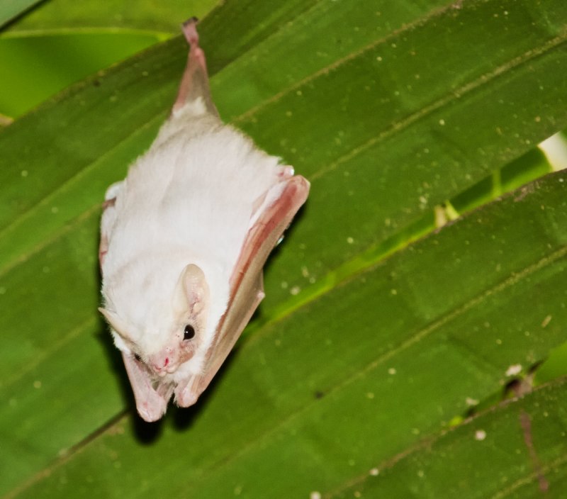 Baby bat Subculture