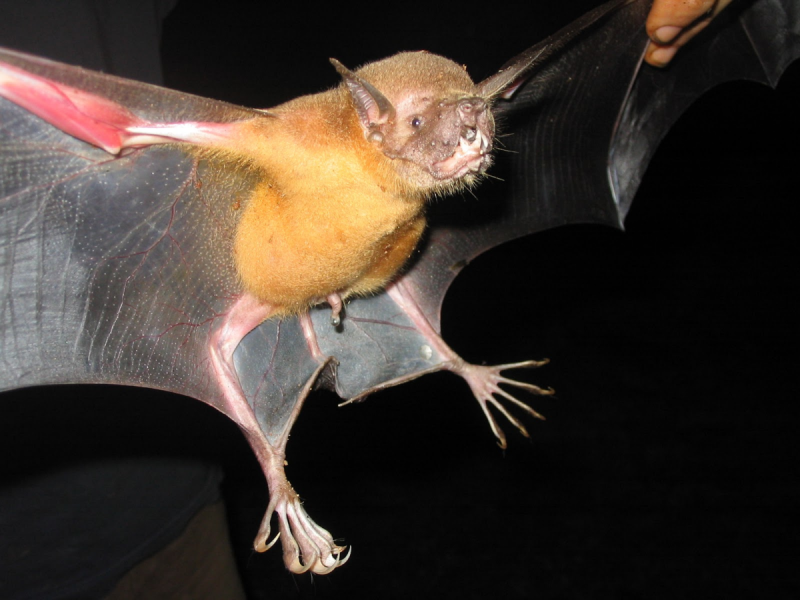 Cynopterus brachyotis