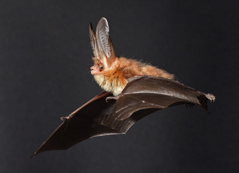 Craseonycteris thonglongyai
