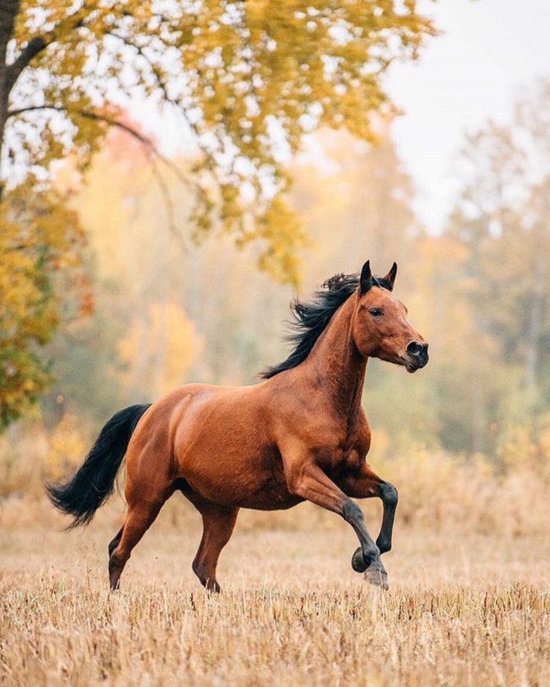 Лошадь сбоку