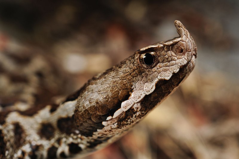 Носатая гадюка Vipera ammodytes