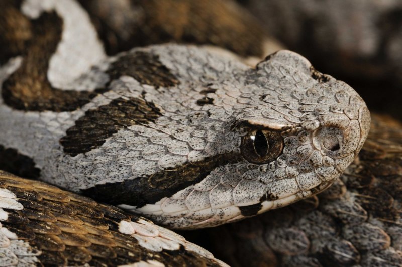 Montivipera xanthina
