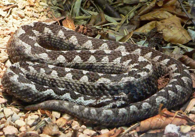 Носатая гадюка Vipera ammodytes