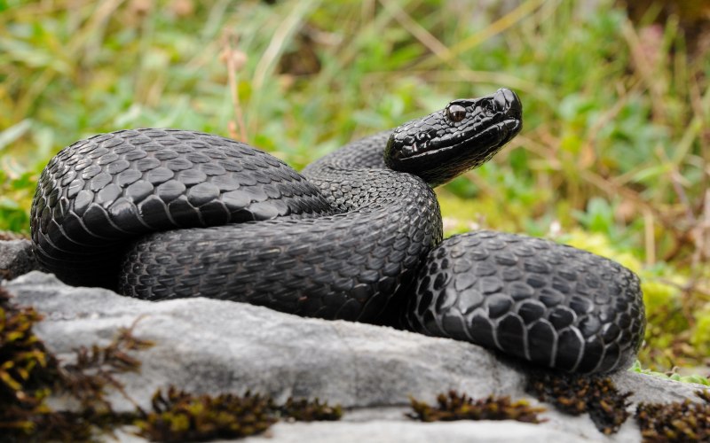 Чёрная мамба Dendroaspis polylepis