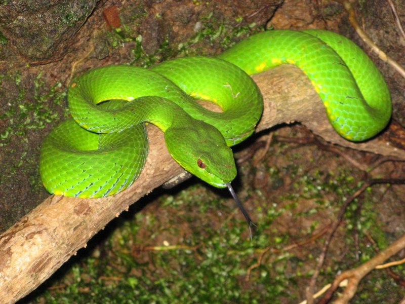 Chrysopelea Paradisi змея