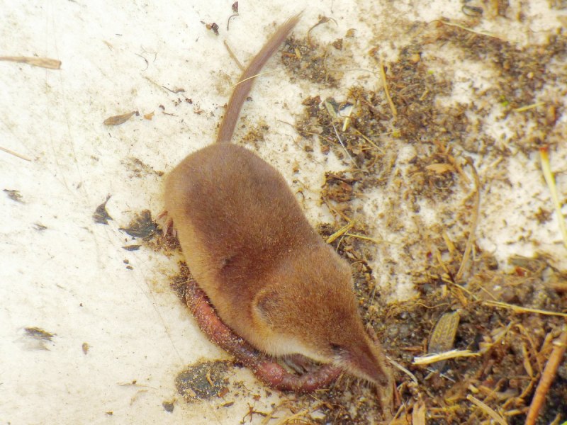 Русская выхухоль Desmana moschata