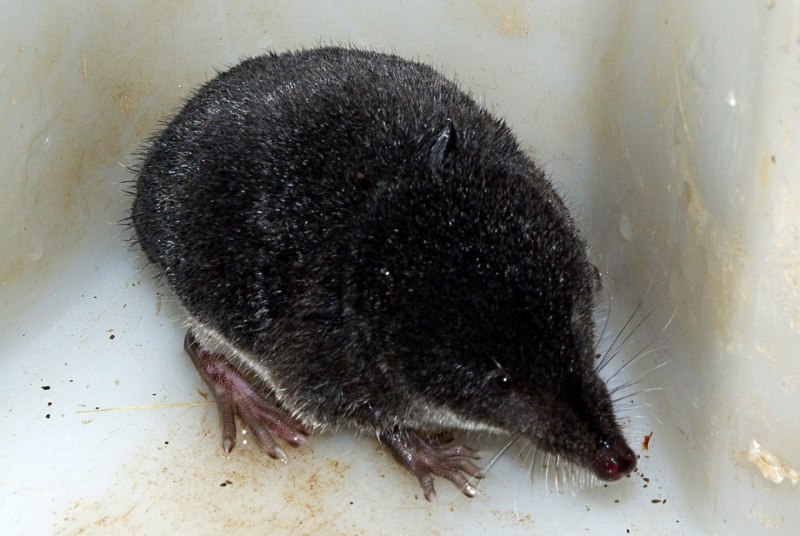 Potamogale Velox