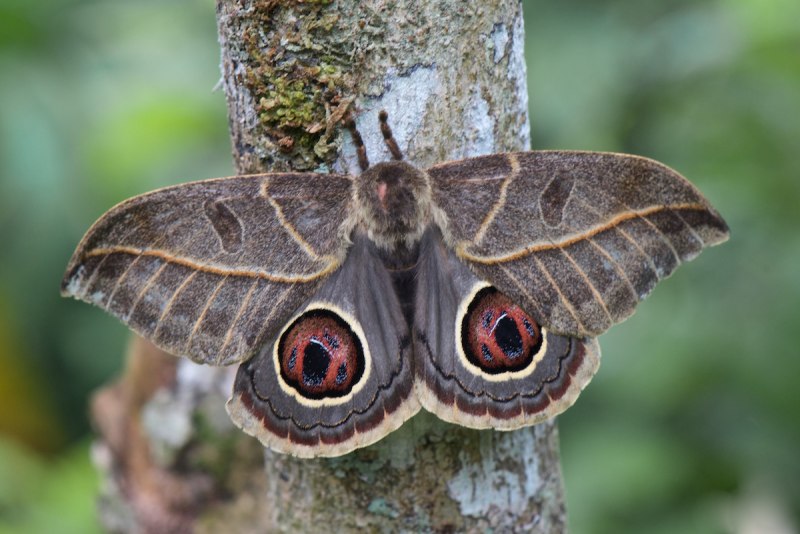 Сатурния Луна (Actias Luna)