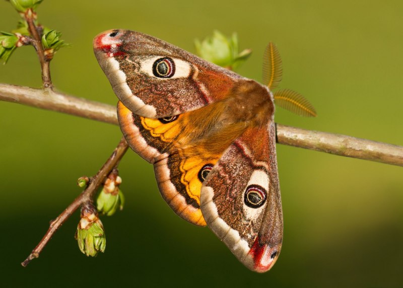 Actias Selene бабочка