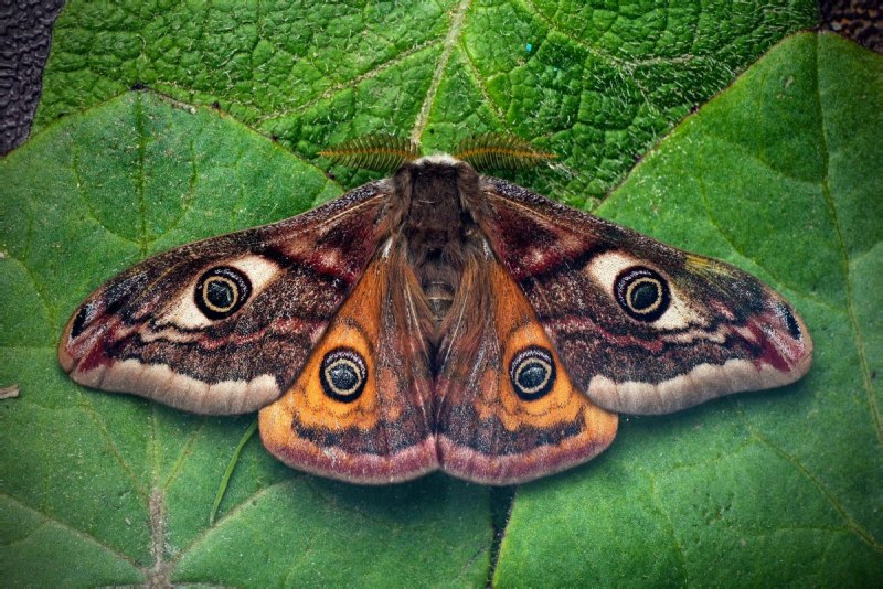 Бабочка Saturnia Pavonia