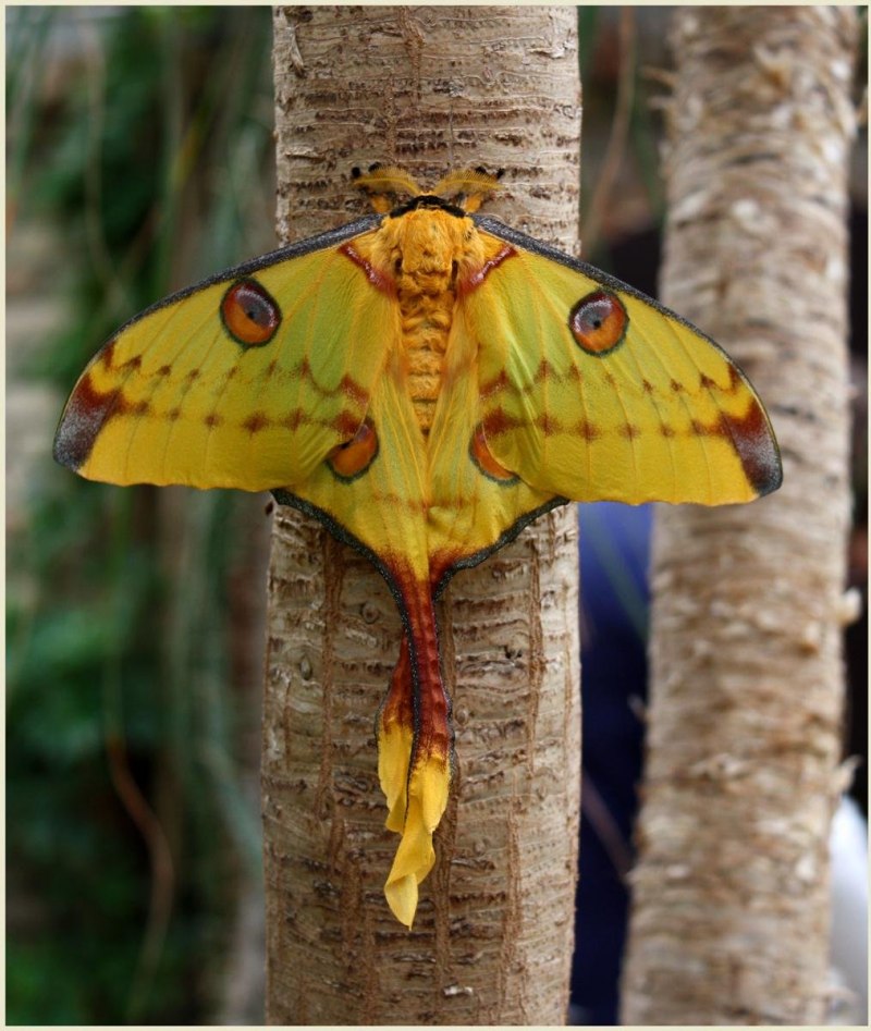 Павлиноглазка атлас Attacus Atlas