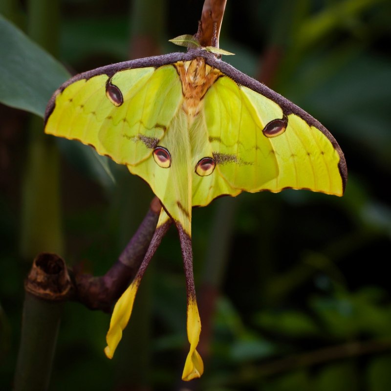 Antheraea Polyphemus
