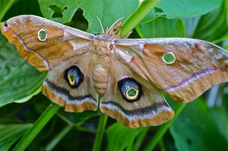 Павлиноглазка Грушевая Saturnia pyri