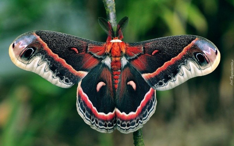 Павлиноглазка атлас Attacus Atlas