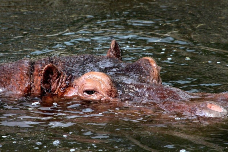 Бегемот монстр из воды