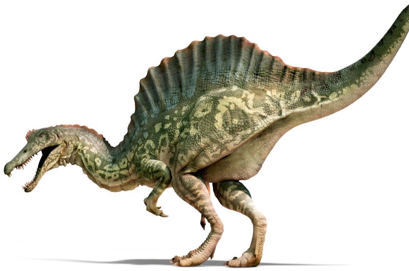 PNSO Borealopelta